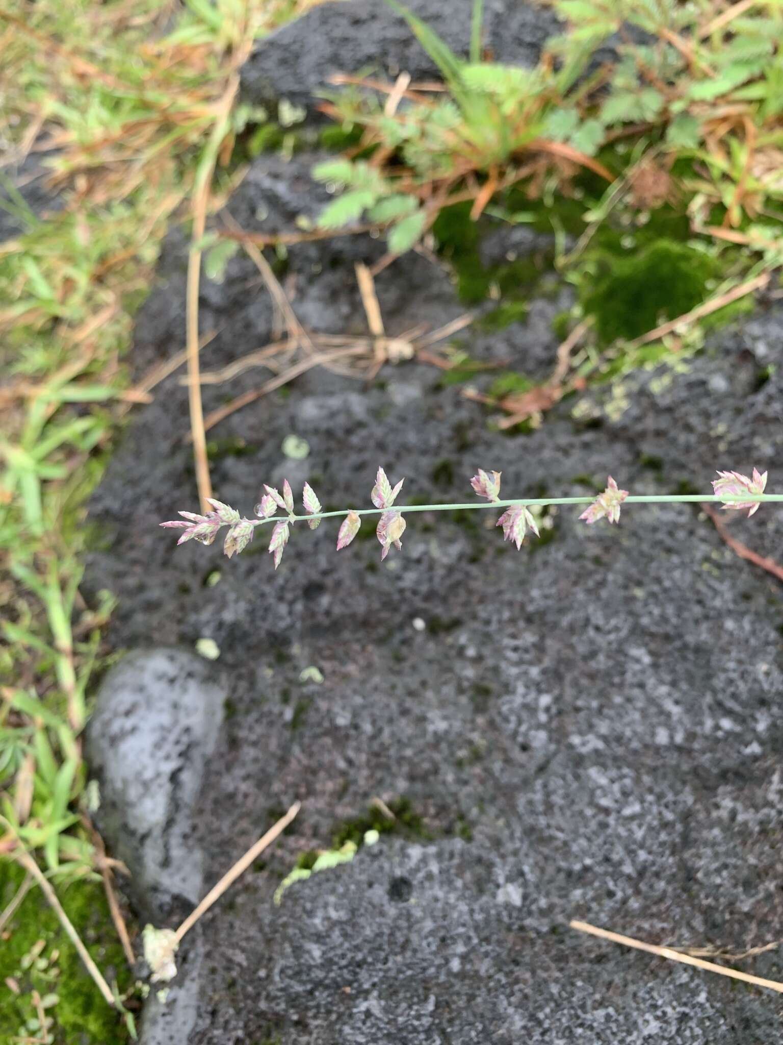 صورة Eragrostis elongata (Willd.) J. Jacq.