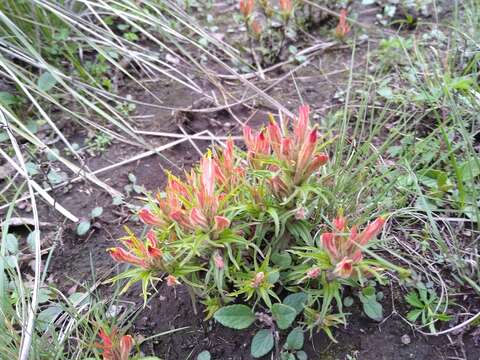 Image of Castilleja moranensis Kunth