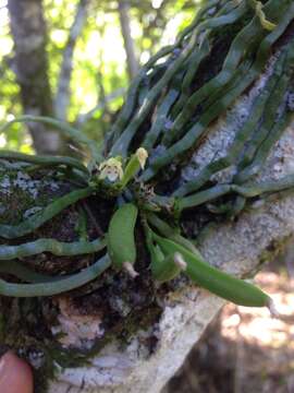 Image of Taeniophyllum marianense Schltr.