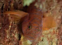 Image of Orange reef-goby