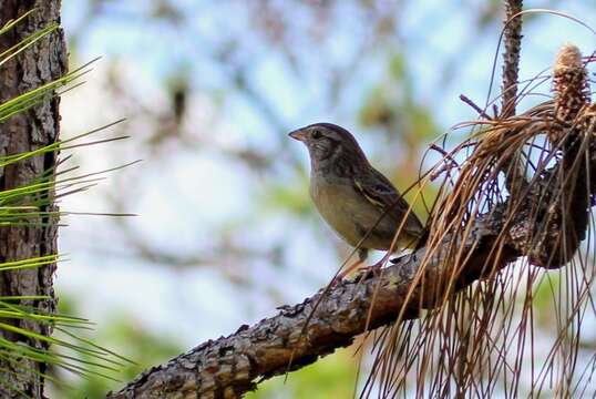 Image of Bachman's Sparrow