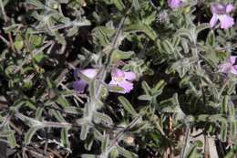 Image of Hemigenia incana (Lindl.) Benth.