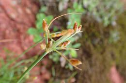 Image de Fimbristylis dichotoma var. ochotensis (Meinsh.) T. Koyama