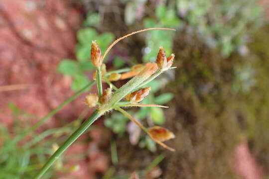 Sivun Fimbristylis dichotoma var. ochotensis (Meinsh.) T. Koyama kuva