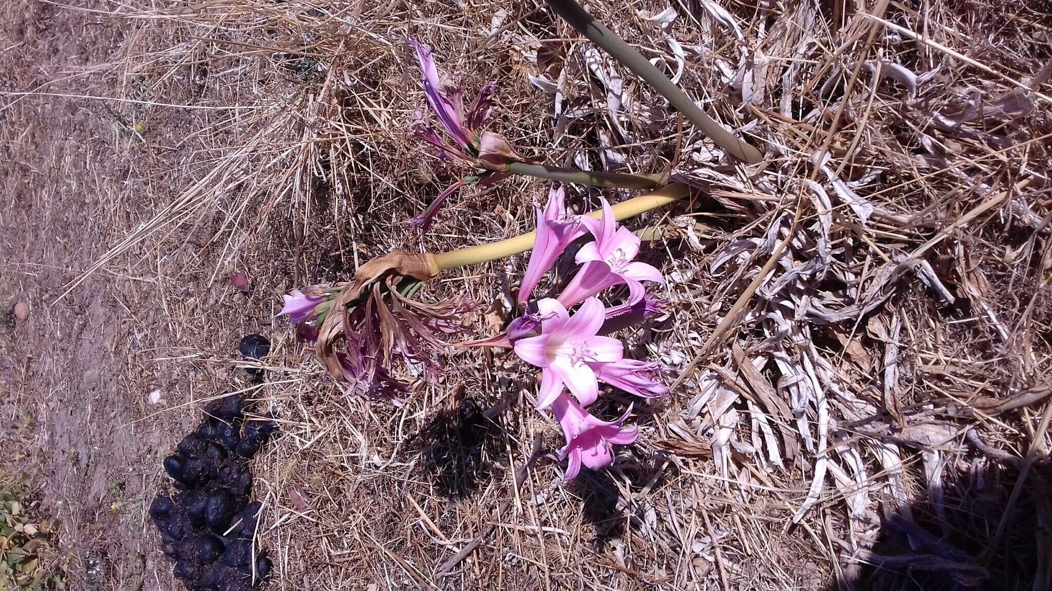 Image of Amaryllis