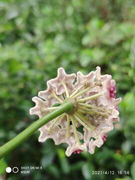 Image of Hoya diversifolia Bl.