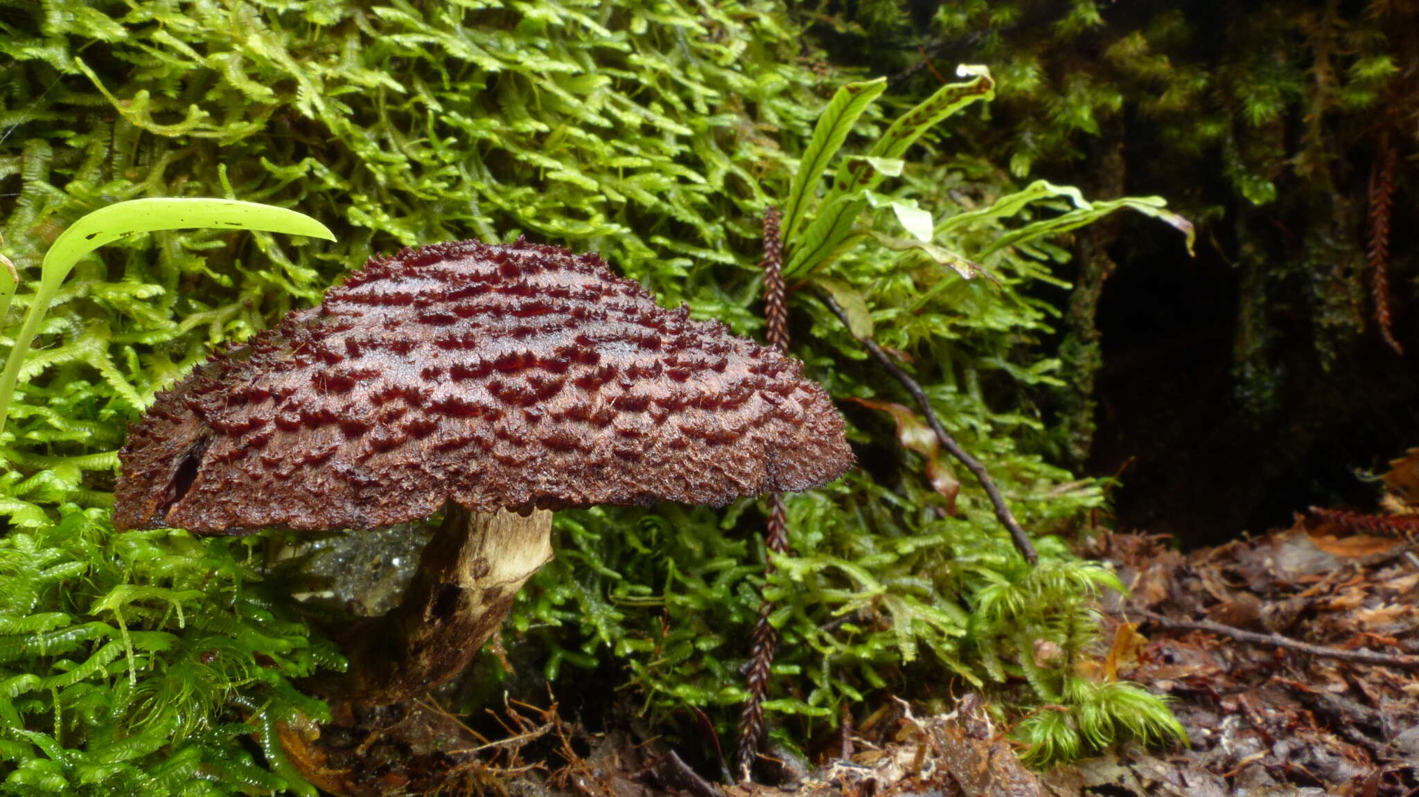 Image of Cortinarius ursus Soop 2001