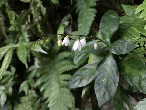 Codonacanthus pauciflorus (Wall. ex Nees) Nees resmi