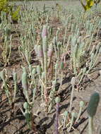 Image of Tecticornia australasica (Moq.) Paul G. Wilson