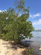 Image of Mangrove apple