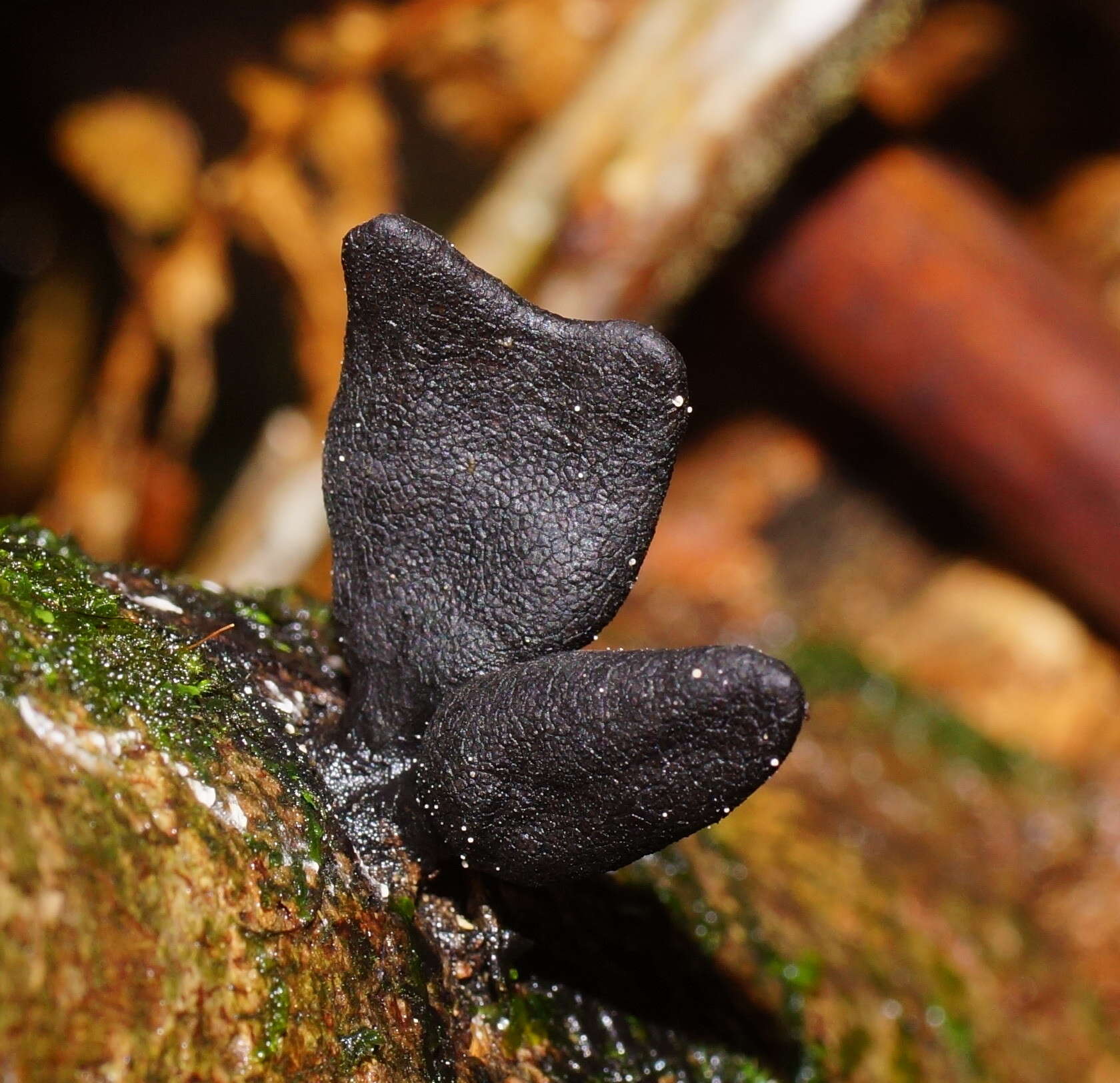 Imagem de Xylaria castorea Berk. 1855