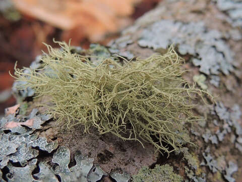 Слика од Usnea subfloridana Stirt.