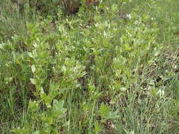 Image of Vicia johannis Tamamsch.