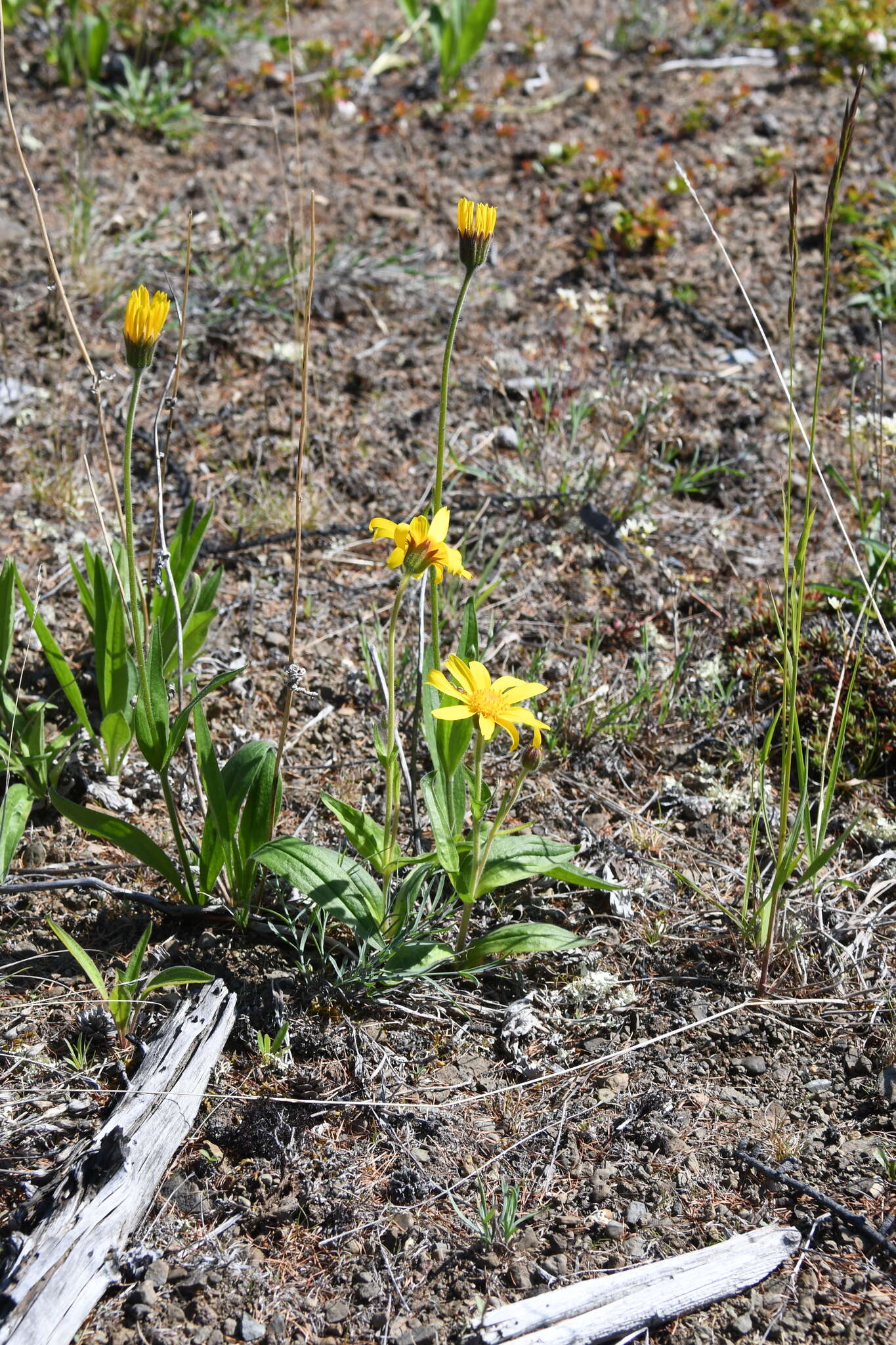 Image de Arnica angustifolia subsp. iljinii (Maguire) I. K. Ferguson