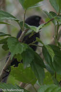 Image of Nicaraguan Seed Finch