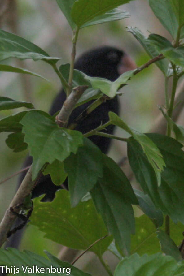 Image of Nicaraguan Seed Finch