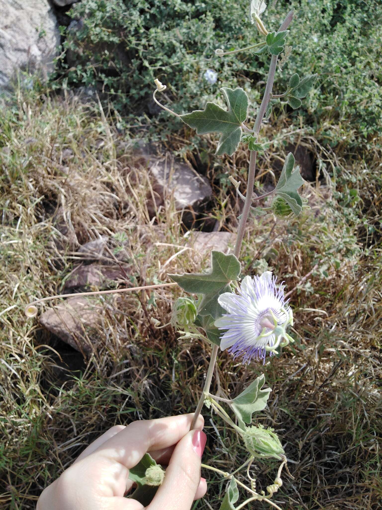 Passiflora arida (Mast. & Rose) Killip的圖片