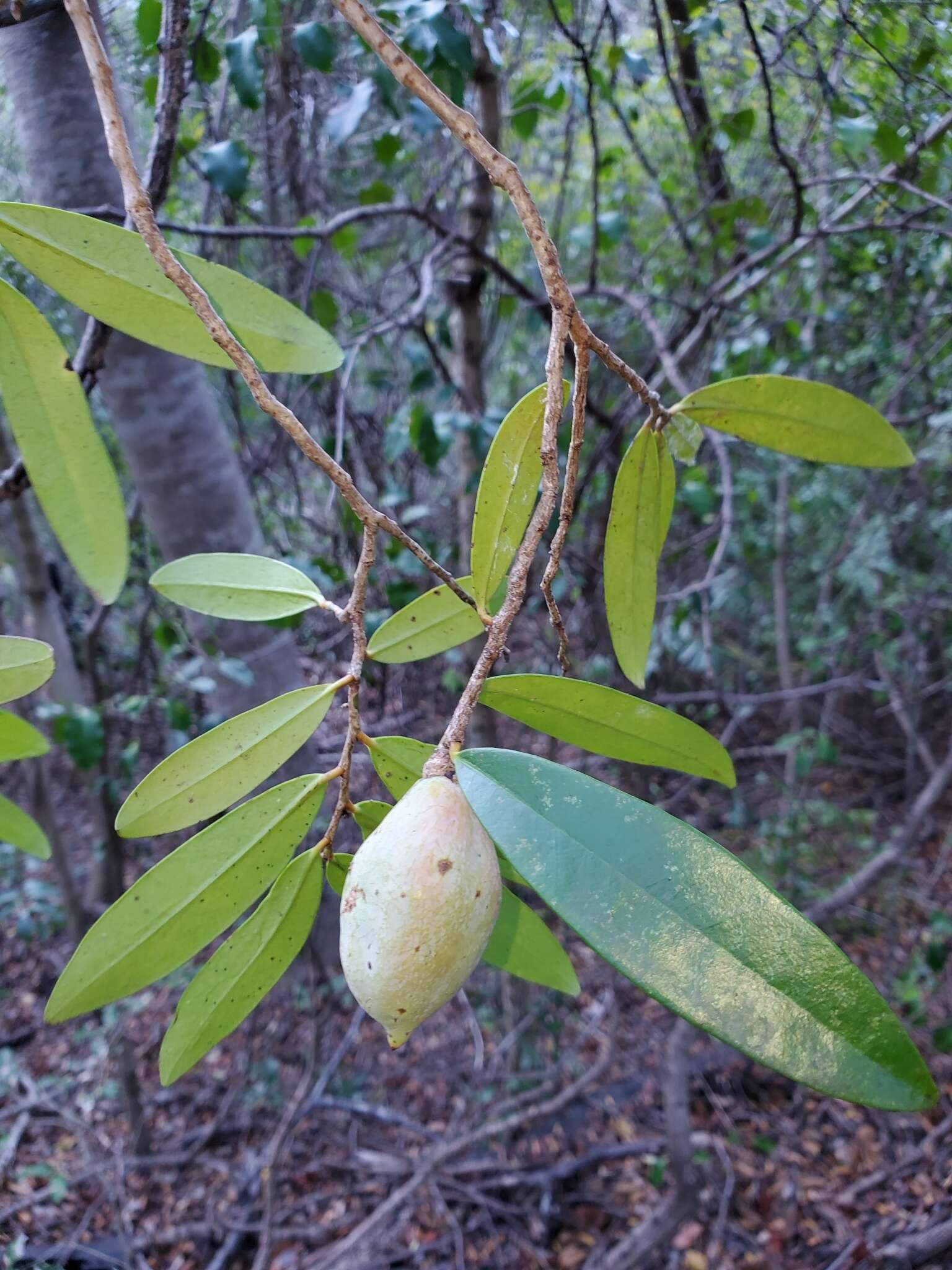 Image of Cinnamosma fragrans Baill.