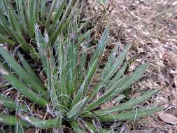 Image of smallflower century plant