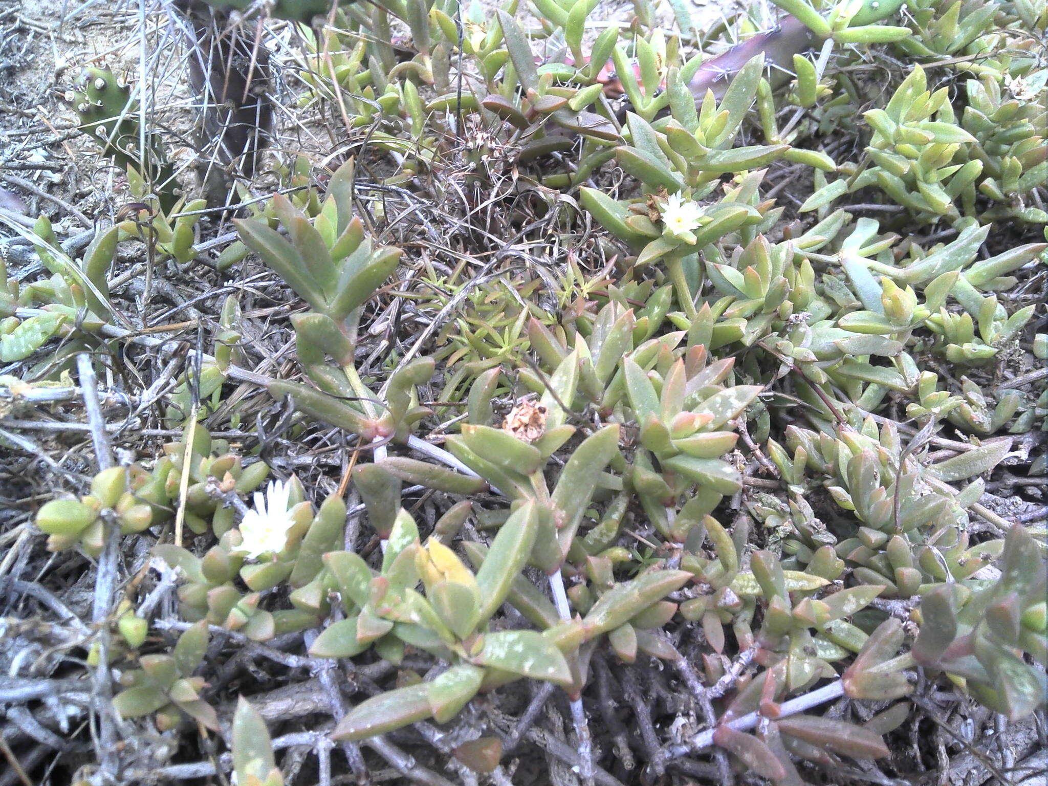 Image of Delosperma hollandii L. Bol.