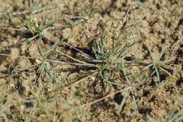 Image of Thread-Stem Carpetweed