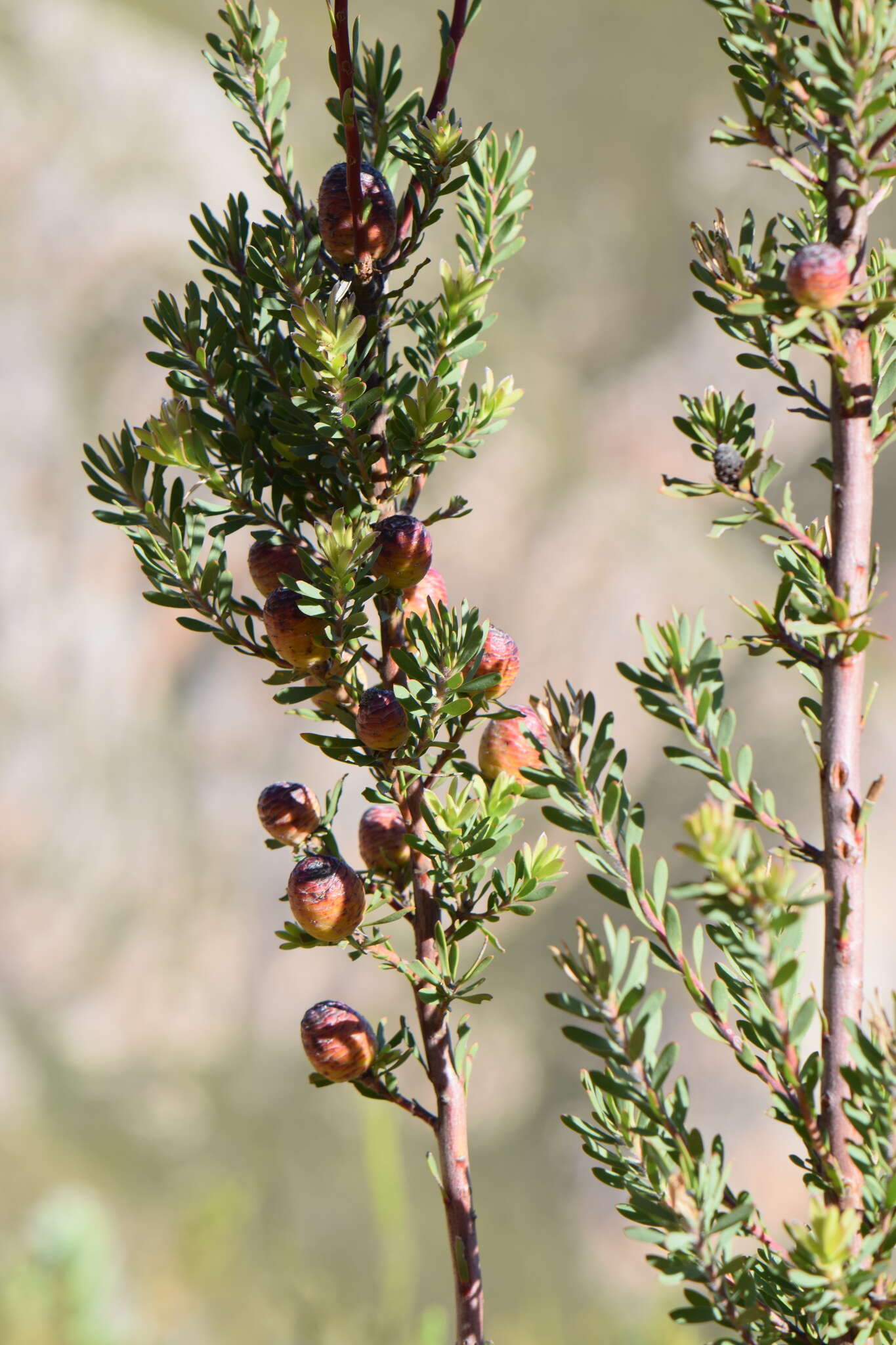 Image of Leucadendron rourkei I. J. M. Williams