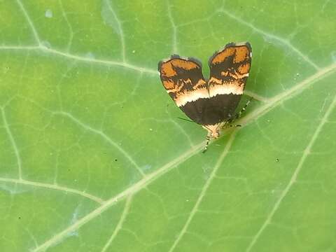 Image of Choreutis argyroxantha Meyrick 1938