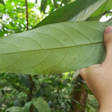 Image of Litsea accedens (Bl.) Boerl.