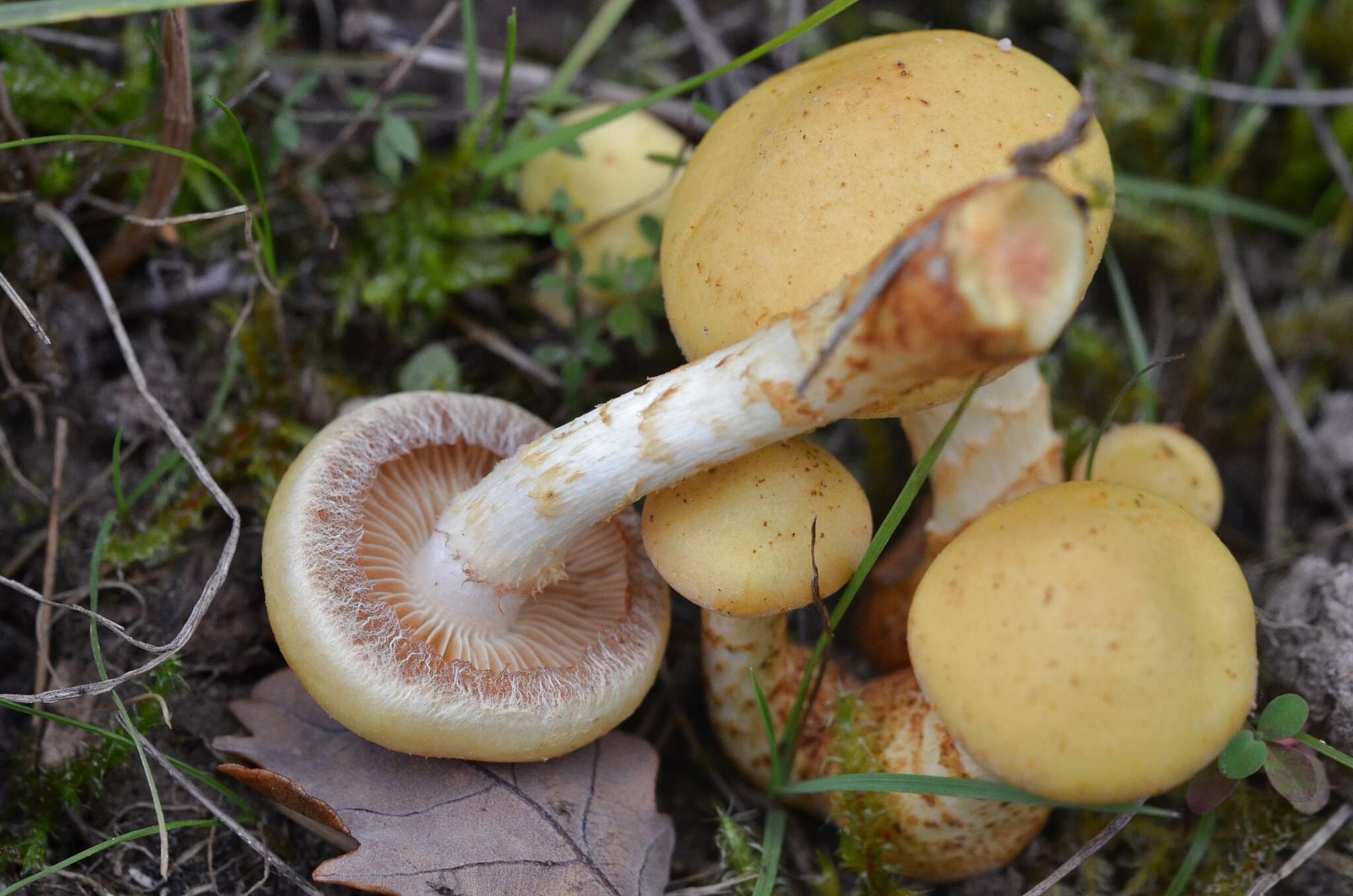 Image of Pholiota pinicola Jacobsson 1986