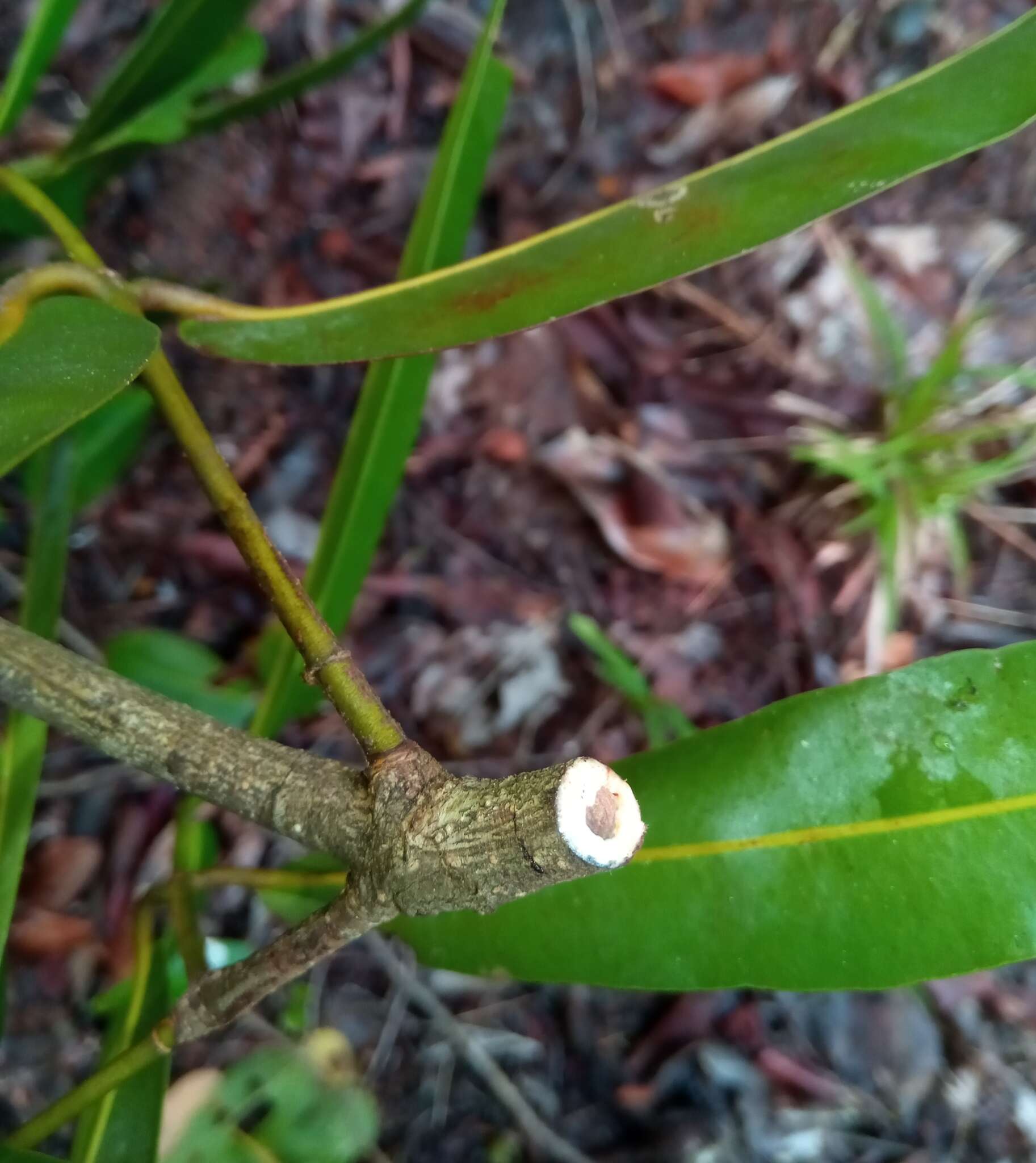 صورة Mammea punctata (H. Perrier) P. F. Stevens