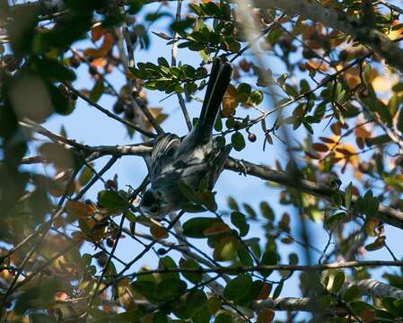 Image of Black-capped Antwren