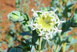 Image of Pimelea holroydii F. Müll.