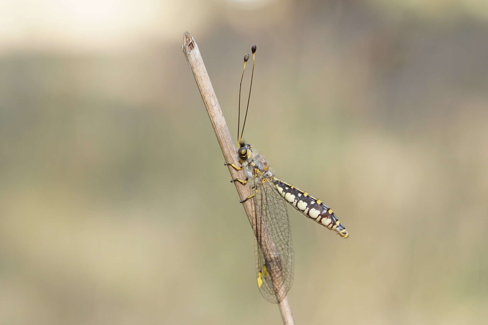 Image of Suhpalacsa flavipes (Leach 1814)