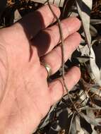 Image de Baptisia cinerea (Raf.) Fernald & B. G. Schub.