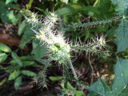 Image of Texas bullnettle