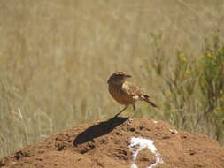 Image of Mirafra fasciolata fasciolata (Sundevall 1850)