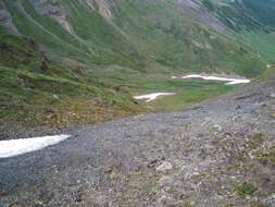 Image of Kamchatka brown bear