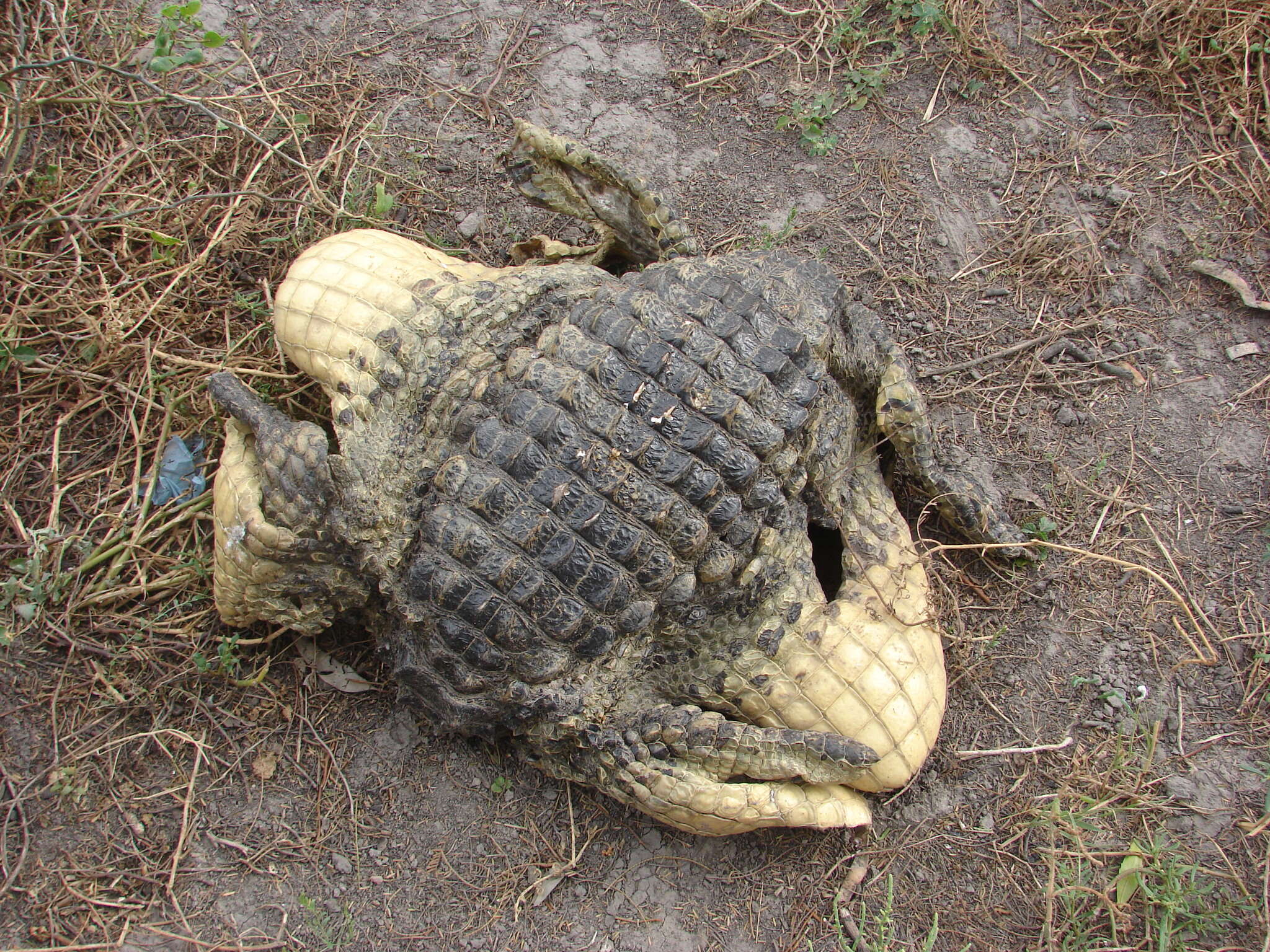 Image of Broad-snouted Caiman