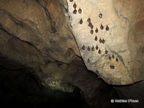 Image of Lesser Horseshoe Bat