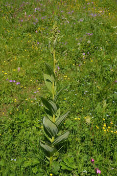 Image of White Hellebore