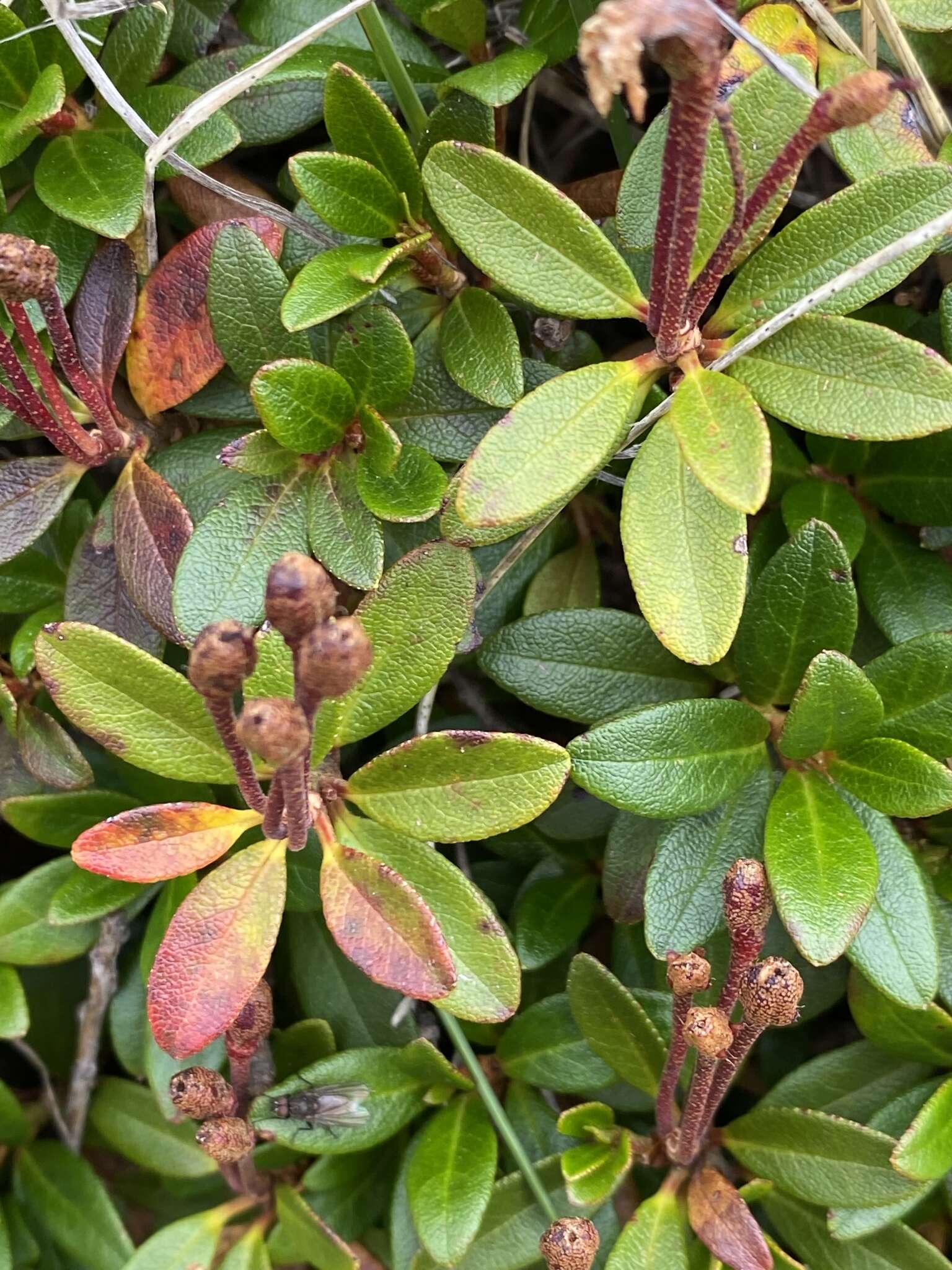 صورة Rhododendron myrtifolium Schott & Kotschy