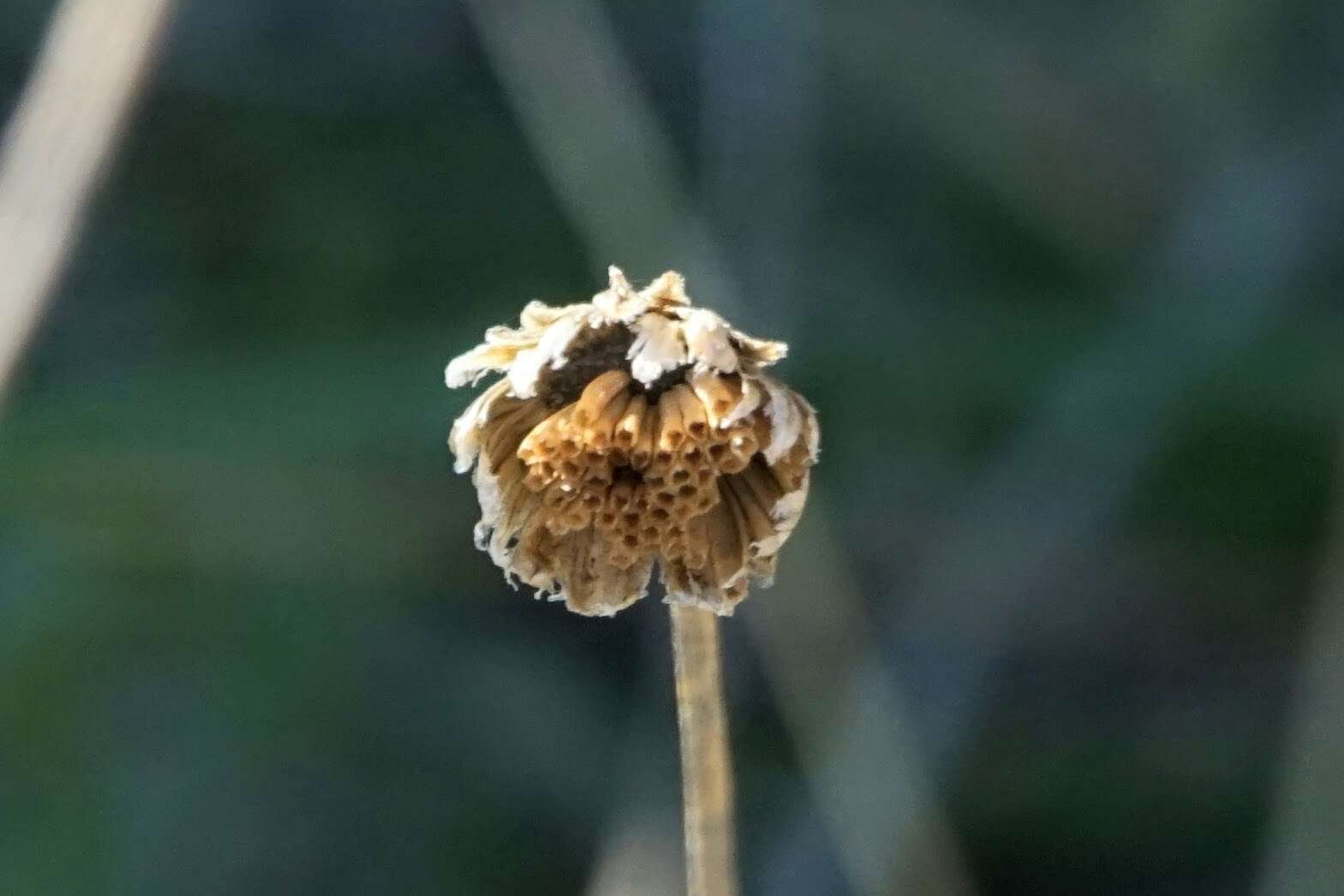 Sivun Tanacetum cinerariifolium (Trev.) Sch. Bip. kuva