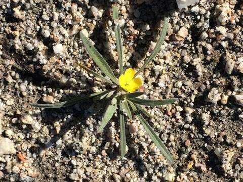 Image of Camissoniopsis pallida (Abrams) W. L. Wagner & Hoch