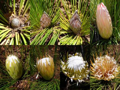 Image of Protea lorea R. Br.