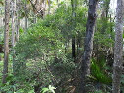 Image of Pilidiostigma rhytisperma (F. Müll.) Burret