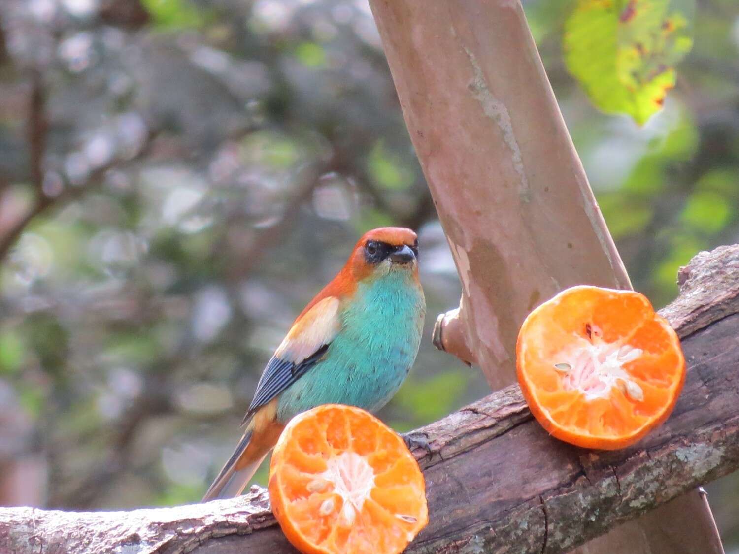 Image of Chestnut-backed Tanager