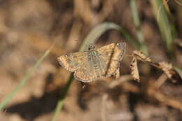 Image of dingy skipper