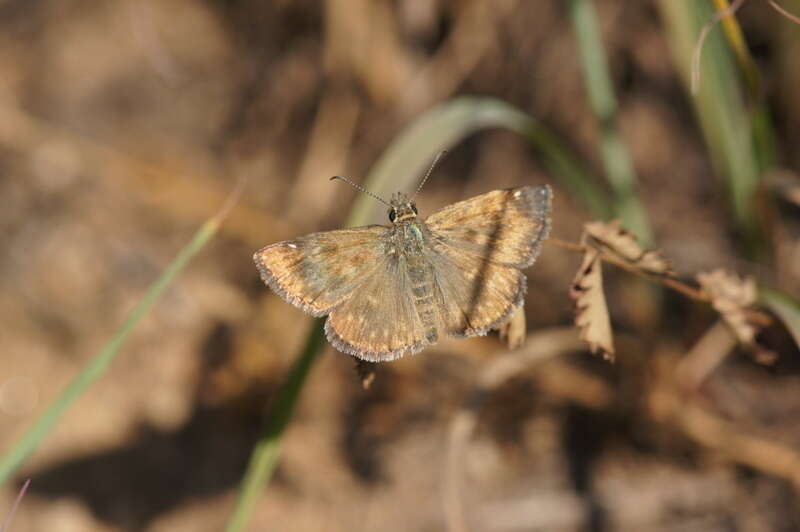 Image of dingy skipper