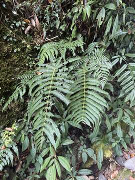 Image of Glaphyropteridopsis erubescens (Wall. ex Hook.) Ching