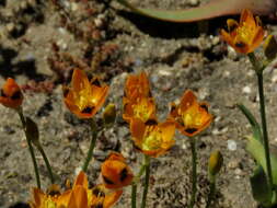 Image de Ornithogalum maculatum Jacq.